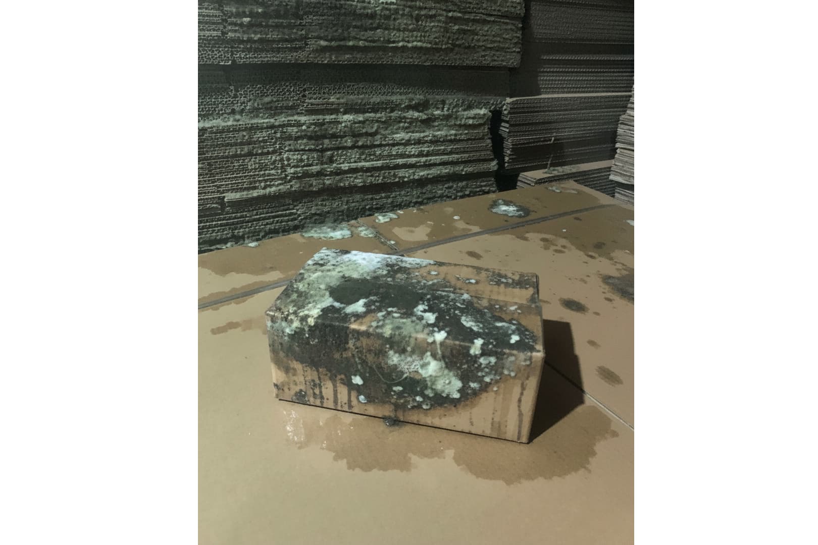 Ảnh: hộp carton bị ẩm mốc trong thời tiết nồm ẩm